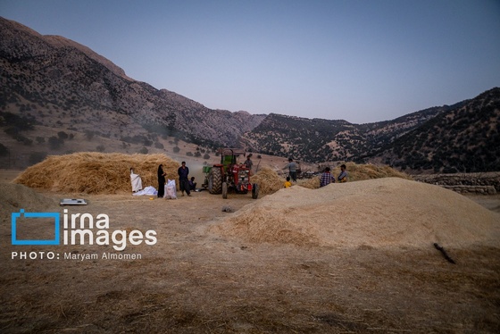 گزارش تصویری | فصل کشت و کار عشایر بختیاری