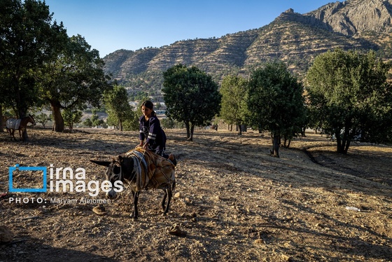 گزارش تصویری | فصل کشت و کار عشایر بختیاری