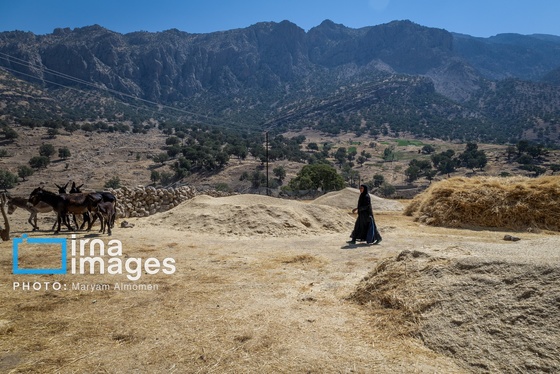 گزارش تصویری | فصل کشت و کار عشایر بختیاری