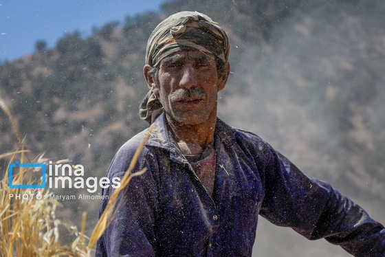 گزارش تصویری | فصل کشت و کار عشایر بختیاری