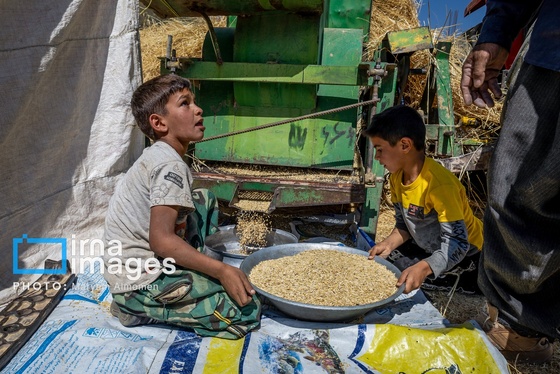 گزارش تصویری | فصل کشت و کار عشایر بختیاری