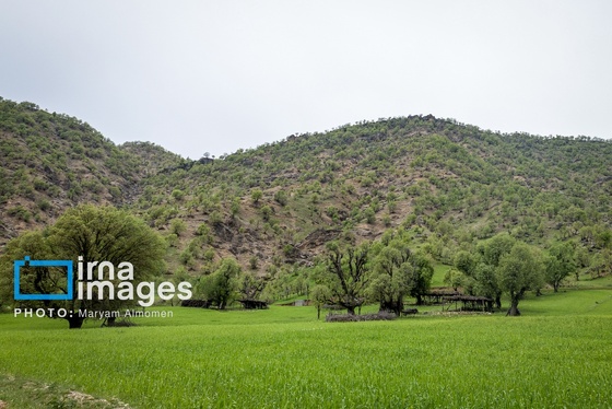 گزارش تصویری | فصل کشت و کار عشایر بختیاری