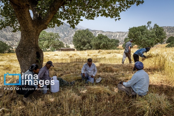 گزارش تصویری | فصل کشت و کار عشایر بختیاری