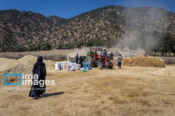 گزارش تصویری | فصل کشت و کار عشایر بختیاری