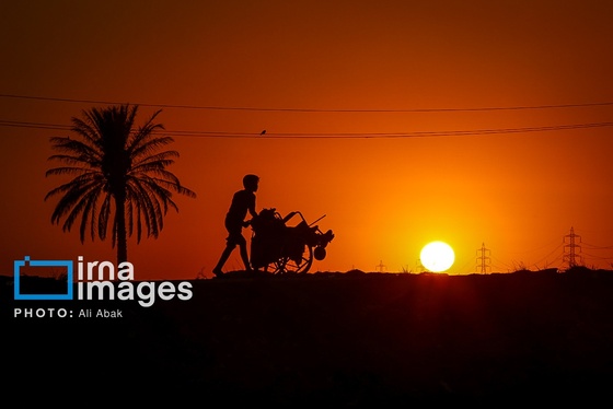 گزارش تصویری | پیاده روی در مسیر نخلستان‌های عراق