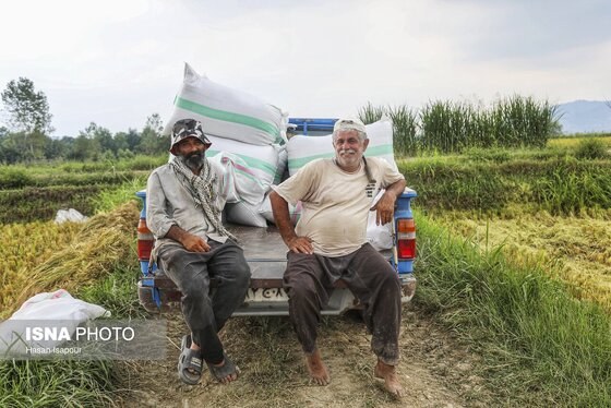 گزارش تصویری | برداشت برنج از شالیزارهای شمال - سوادکوه
