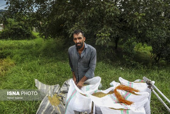گزارش تصویری | برداشت برنج از شالیزارهای شمال - سوادکوه