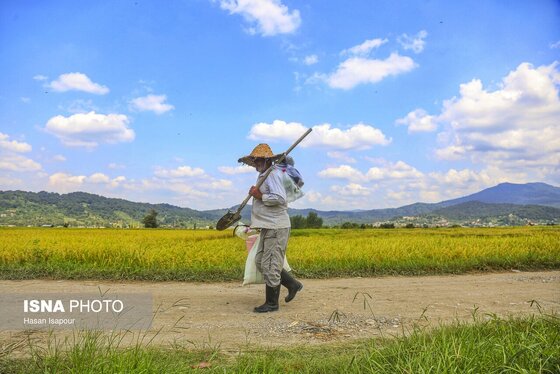 گزارش تصویری | برداشت برنج از شالیزارهای شمال - سوادکوه