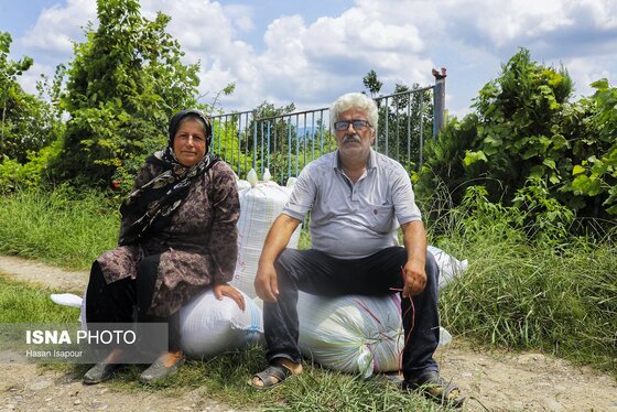 گزارش تصویری | برداشت برنج از شالیزارهای شمال - سوادکوه