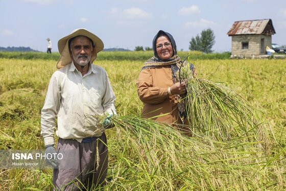 گزارش تصویری | برداشت برنج از شالیزارهای شمال - سوادکوه