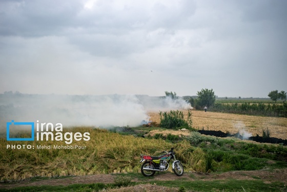 گزارش تصویری | آتش در شالیزار