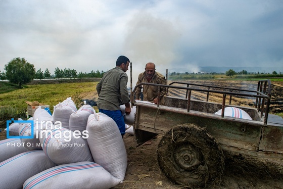 گزارش تصویری | آتش در شالیزار