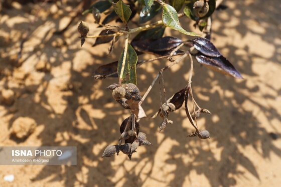 گزارش تصویری | آلودگی نفتی در سواحل قشم و هنگام