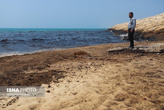 گزارش تصویری | آلودگی نفتی در سواحل قشم و هنگام