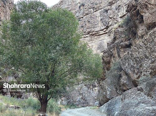 گزارش تصویری | طبیعت تابستانی دره شمخال