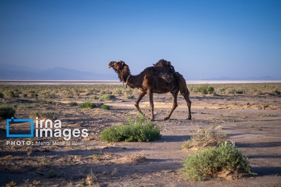 گزارش تصویری | دریاچه نمک حاج علیقلی