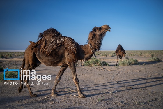 گزارش تصویری | دریاچه نمک حاج علیقلی