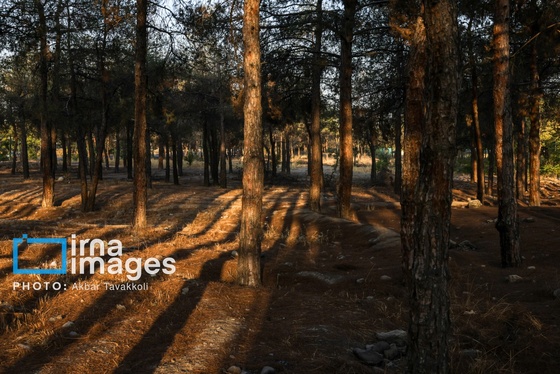 گزارش تصویری | چیتگر بدون کاج