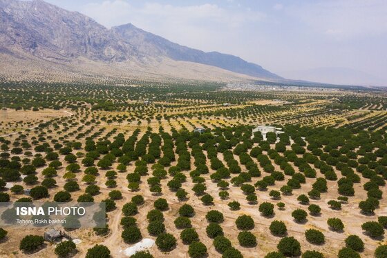 ایران زیباست | بزرگترین انجیرستان دیم جهان - استهبان