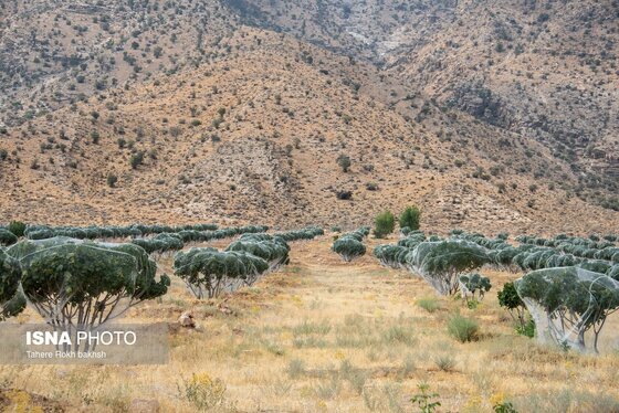 ایران زیباست | بزرگترین انجیرستان دیم جهان - استهبان