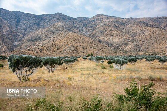 ایران زیباست | بزرگترین انجیرستان دیم جهان - استهبان