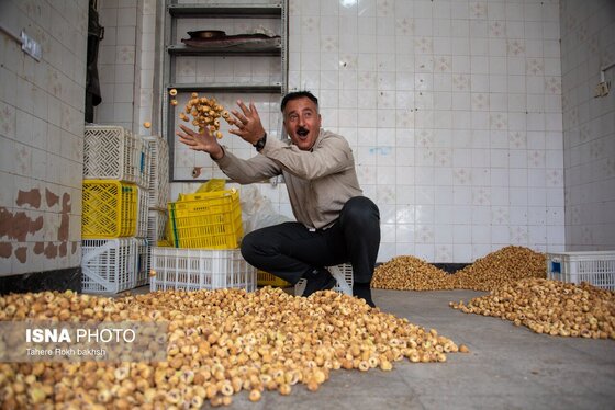 ایران زیباست | بزرگترین انجیرستان دیم جهان - استهبان