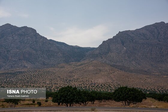 ایران زیباست | بزرگترین انجیرستان دیم جهان - استهبان