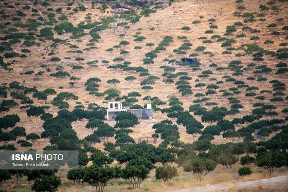 ایران زیباست | بزرگترین انجیرستان دیم جهان - استهبان
