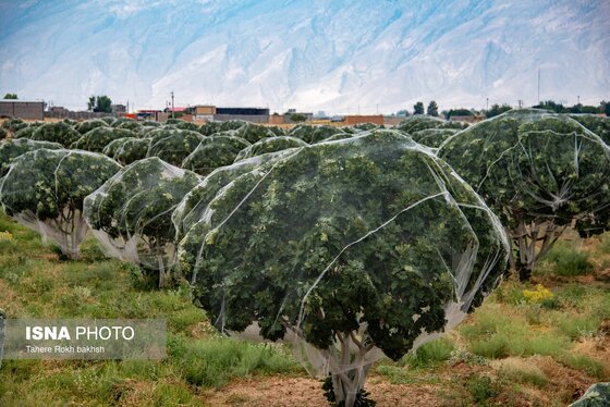 ایران زیباست | بزرگترین انجیرستان دیم جهان - استهبان