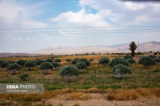 ایران زیباست | بزرگترین انجیرستان دیم جهان - استهبان