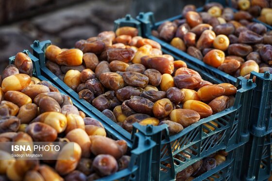 ایران زیباست | برداشت خارَک و رطب - بوشهر