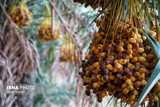 ایران زیباست | برداشت خارَک و رطب - بوشهر