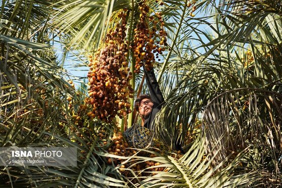 ایران زیباست | برداشت خارَک و رطب - بوشهر