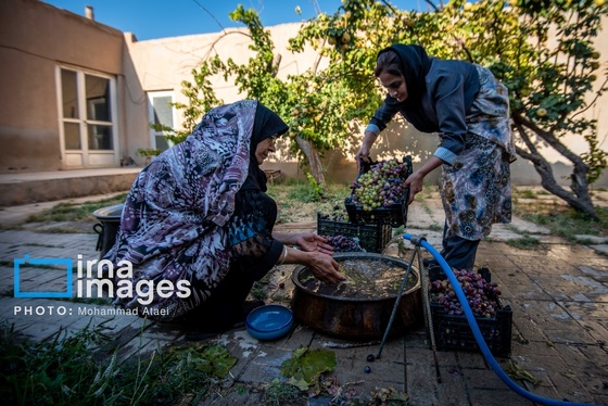 گزارش تصویری | رویان؛ شهر انگور