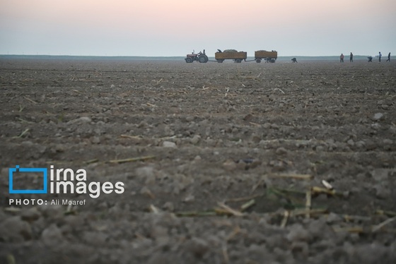 گزارش تصویری | کشت نیشکر در خوزستان