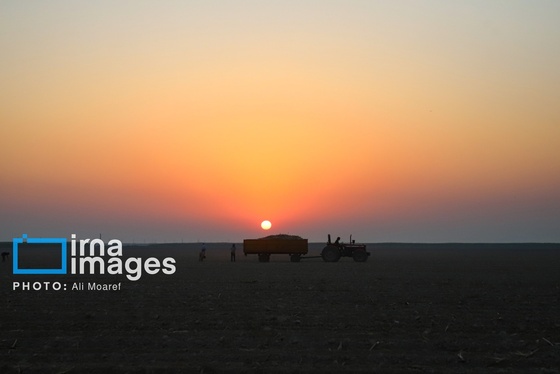 گزارش تصویری | کشت نیشکر در خوزستان