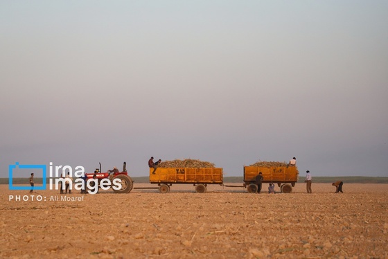 گزارش تصویری | کشت نیشکر در خوزستان