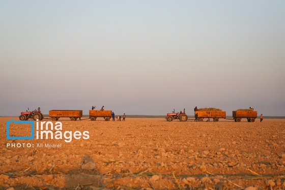 گزارش تصویری | کشت نیشکر در خوزستان