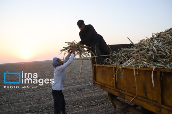 گزارش تصویری | کشت نیشکر در خوزستان