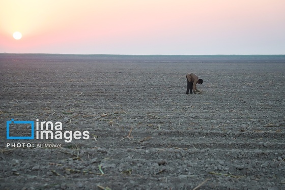 گزارش تصویری | کشت نیشکر در خوزستان