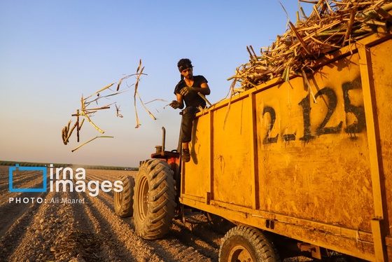 گزارش تصویری | کشت نیشکر در خوزستان