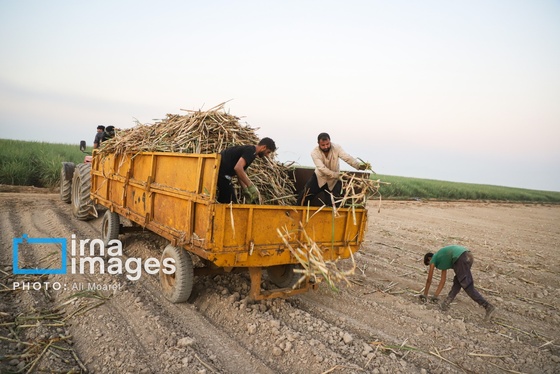 گزارش تصویری | کشت نیشکر در خوزستان