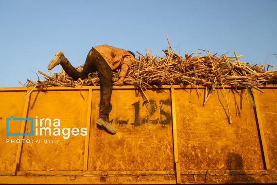 گزارش تصویری | کشت نیشکر در خوزستان