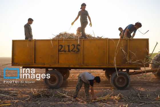 گزارش تصویری | کشت نیشکر در خوزستان
