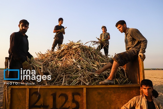 گزارش تصویری | کشت نیشکر در خوزستان
