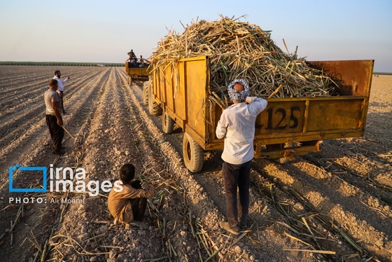 گزارش تصویری | کشت نیشکر در خوزستان