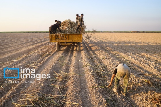 گزارش تصویری | کشت نیشکر در خوزستان