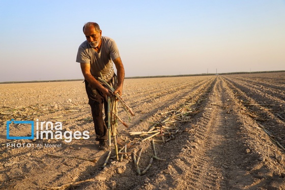 گزارش تصویری | کشت نیشکر در خوزستان