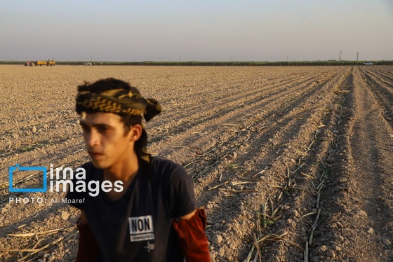 گزارش تصویری | کشت نیشکر در خوزستان