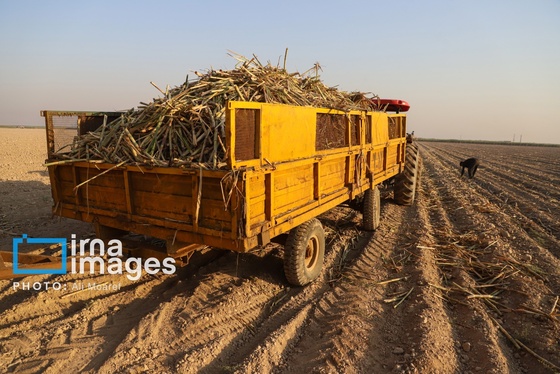 گزارش تصویری | کشت نیشکر در خوزستان